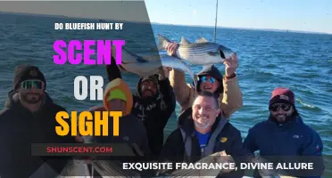 Bluefish Hunting Strategies: Scent vs. Sight - Unraveling the Mystery