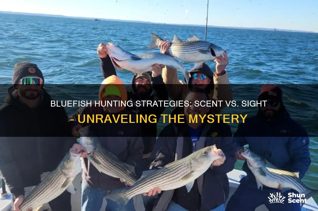 do bluefish hunt by scent or sight