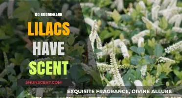 Do Boomerang Lilacs Have Scent? Exploring Their Fragrance and Appeal