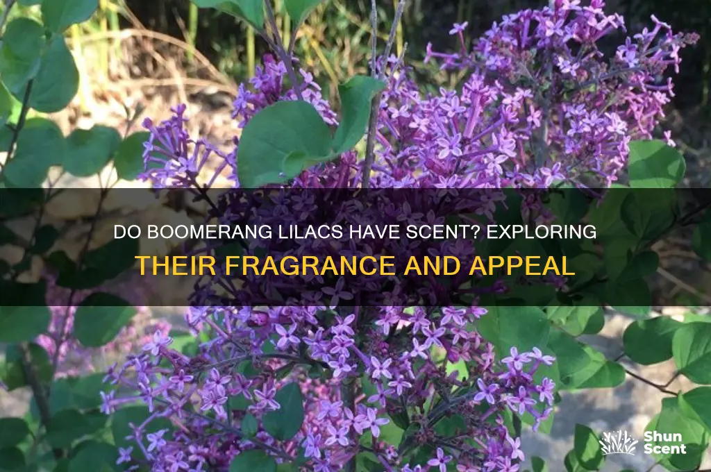 do boomerang lilacs have scent