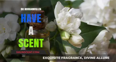 Do Bougainvillea Flowers Have a Scent? Unveiling the Truth