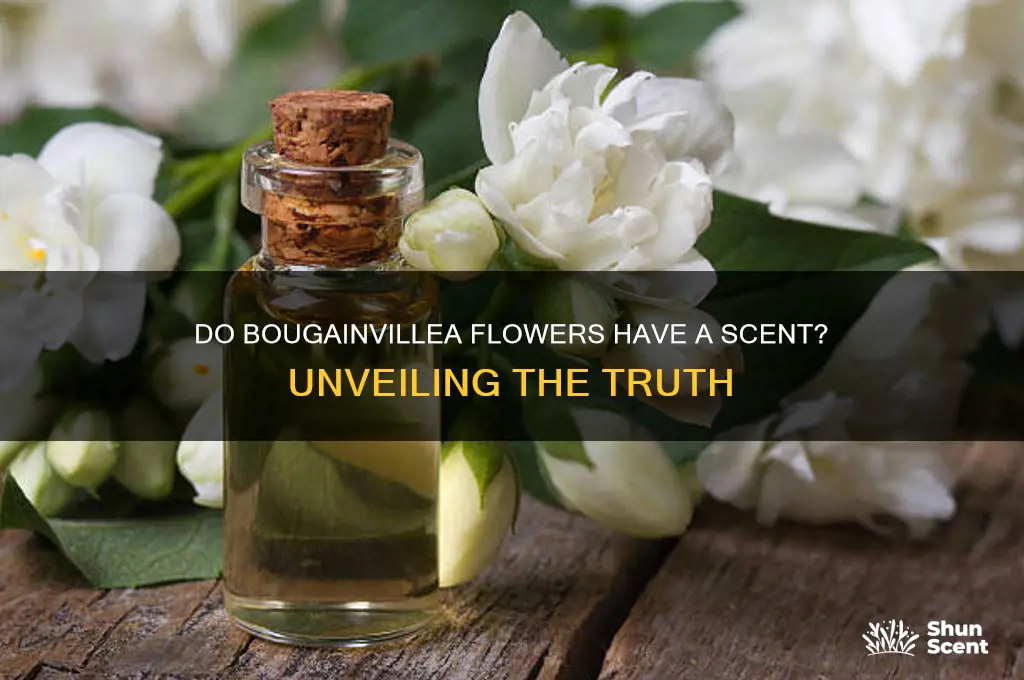 do bougainvillea have a scent