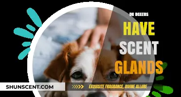 Do Boxers Have Scent Glands? Uncovering Canine Secrets