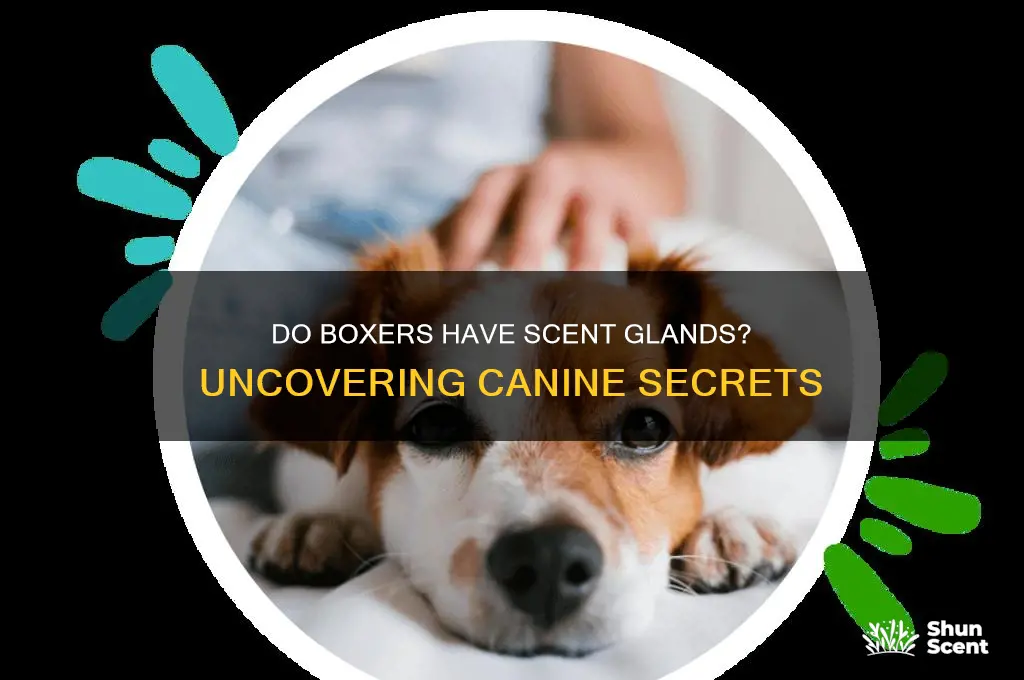 do boxers have scent glands