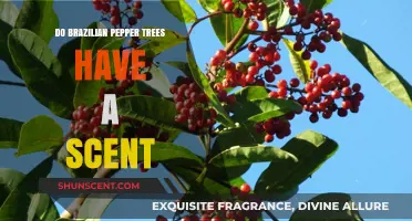 Do Brazilian Pepper Trees Smell? Unveiling Their Aromatic Secrets