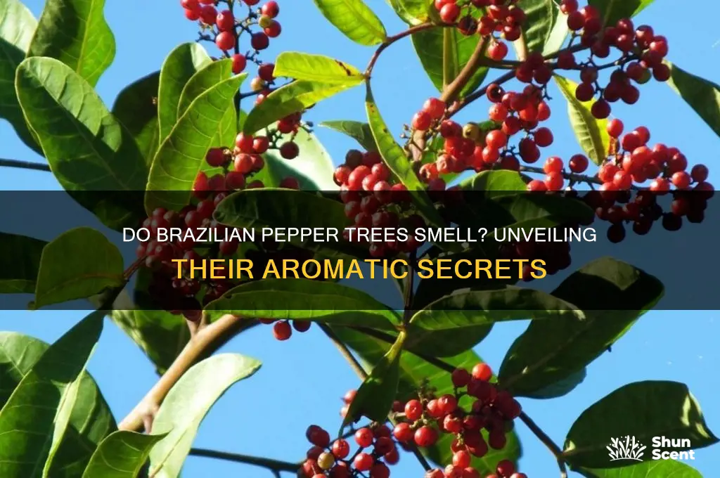 do brazilian pepper trees have a scent