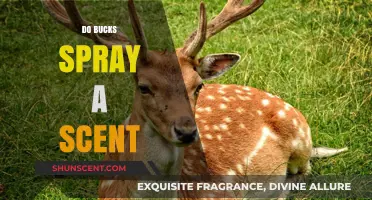 Do Bucks Spray Scent? Uncovering Deer Marking Behavior and Communication