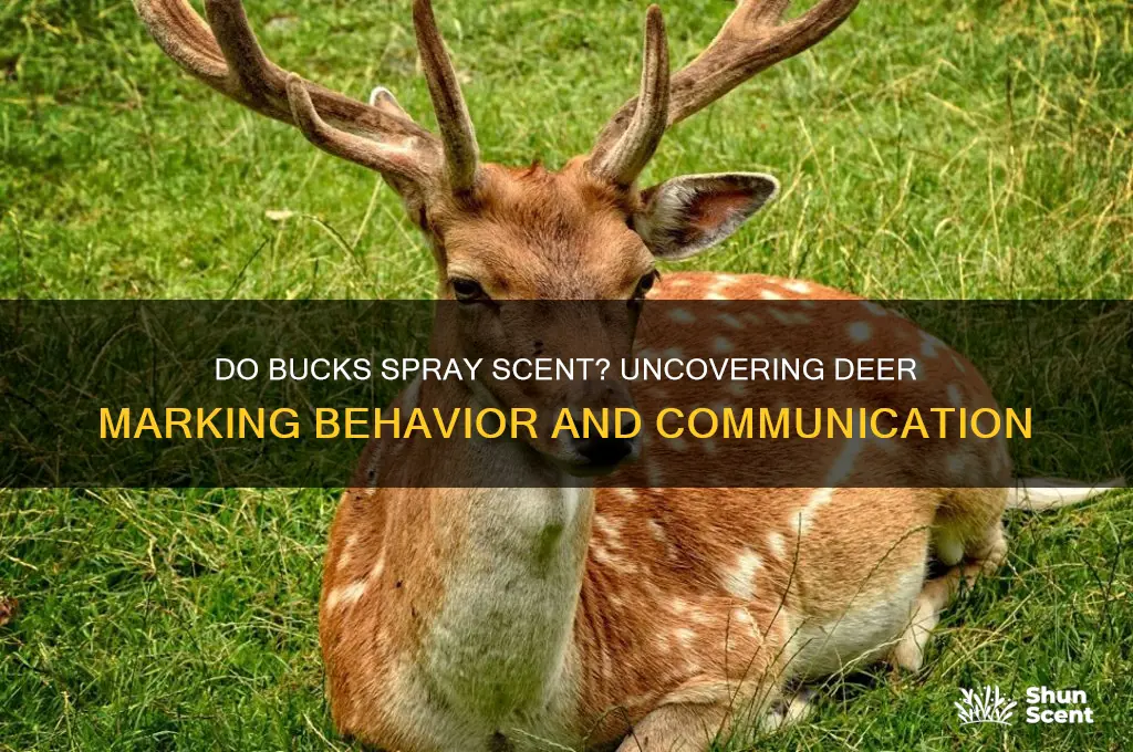 do bucks spray a scent