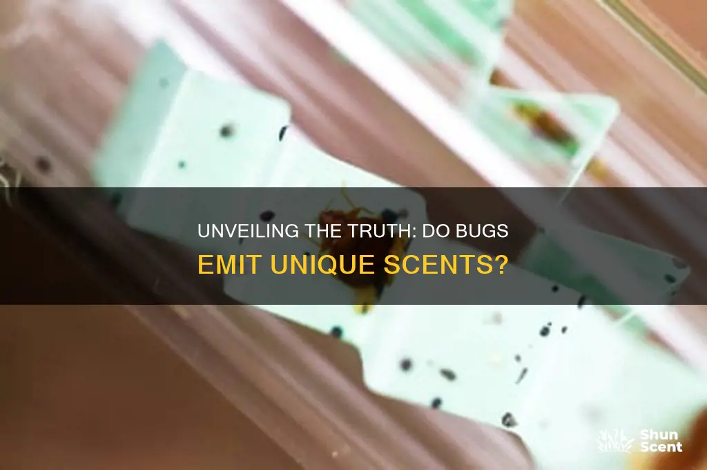 do bugs have a scent