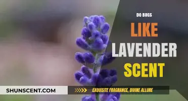 Does Lavender Repel Bugs? Unveiling the Truth About Its Scent