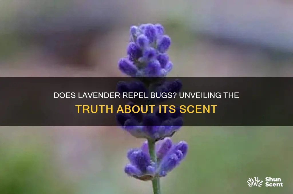 do bugs like lavender scent