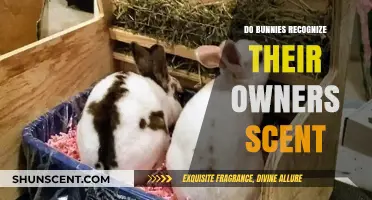Can Bunnies Recognize Their Owner's Scent? Uncovering the Truth