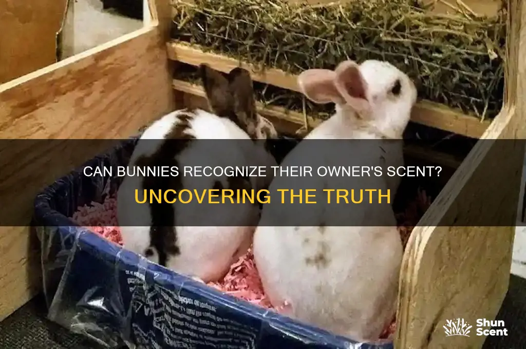 do bunnies recognize their owners scent