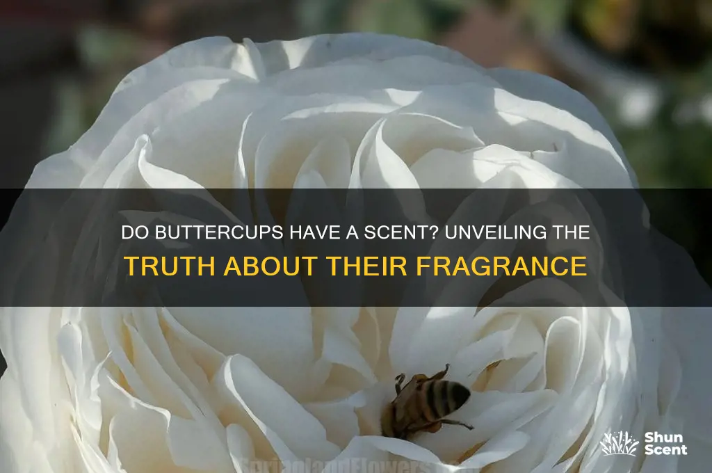do buttercups have a scent
