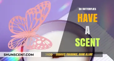 Unveiling the Aromatic Mystery: Do Butterflies Carry a Scent?