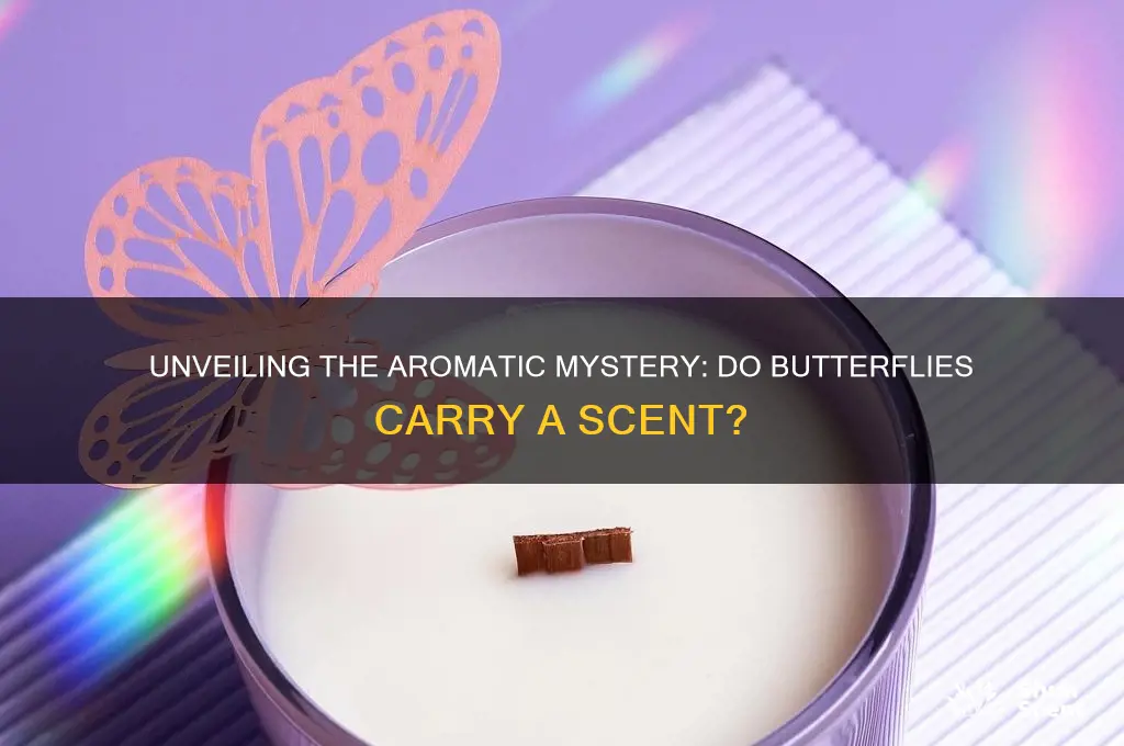 do butterflies have a scent