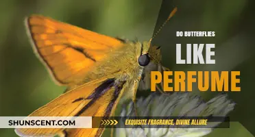 The Sweet Smell of Attraction: Butterflies and Perfume