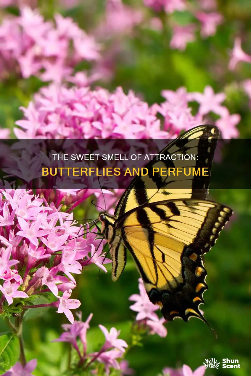 do butterflies like perfume