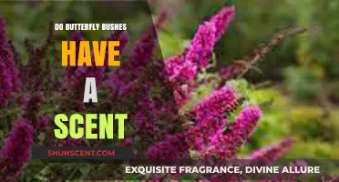 Do Butterfly Bushes Smell? Unveiling Their Fragrant Secrets and Appeal
