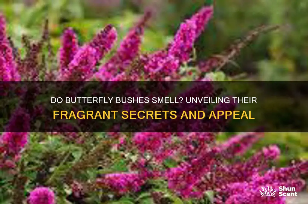 do butterfly bushes have a scent