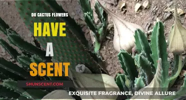 Do Cactus Flowers Have a Scent? Unveiling the Fragrant Truth