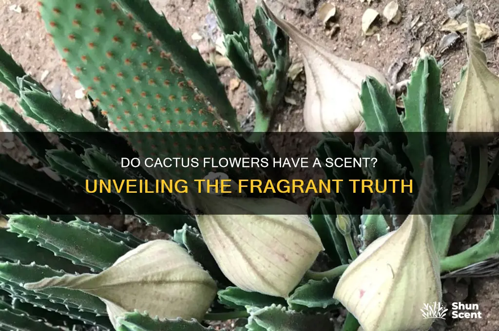 do cactus flowers have a scent