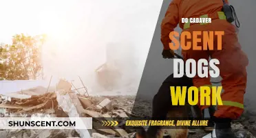 Do Cadaver Scent Dogs Effectively Locate Human Remains? Exploring Their Accuracy