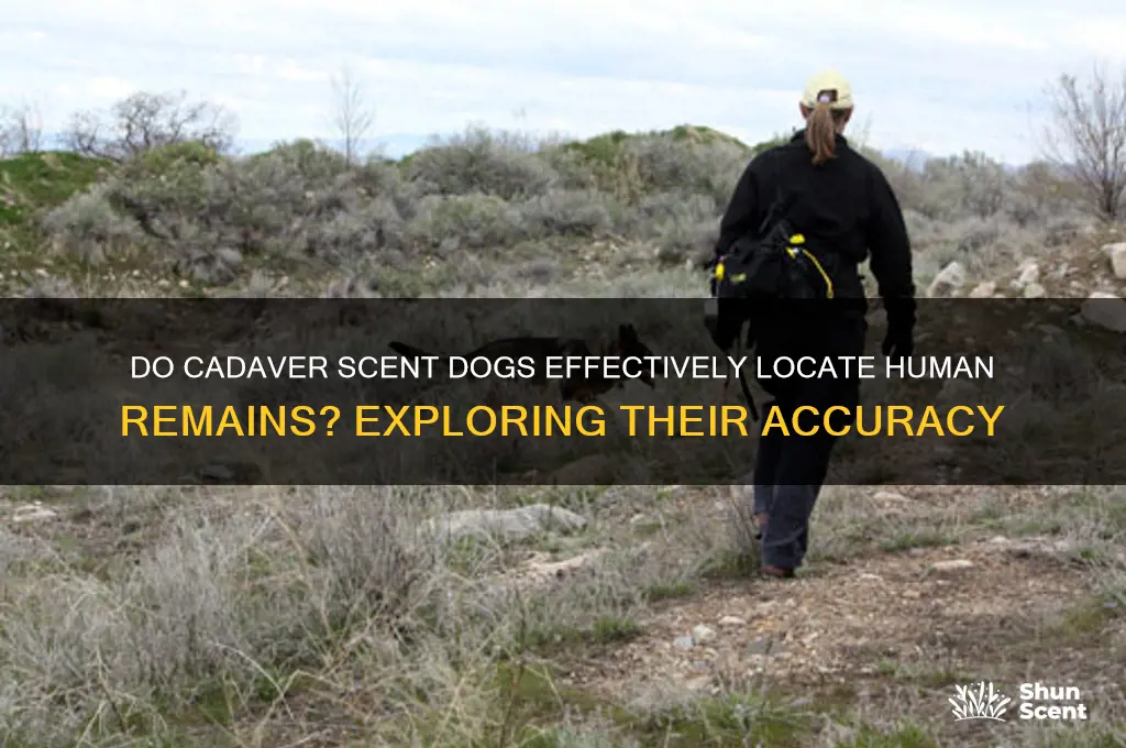 do cadaver scent dogs work