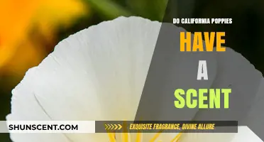 Do California Poppies Smell? Unveiling Their Scent Secrets