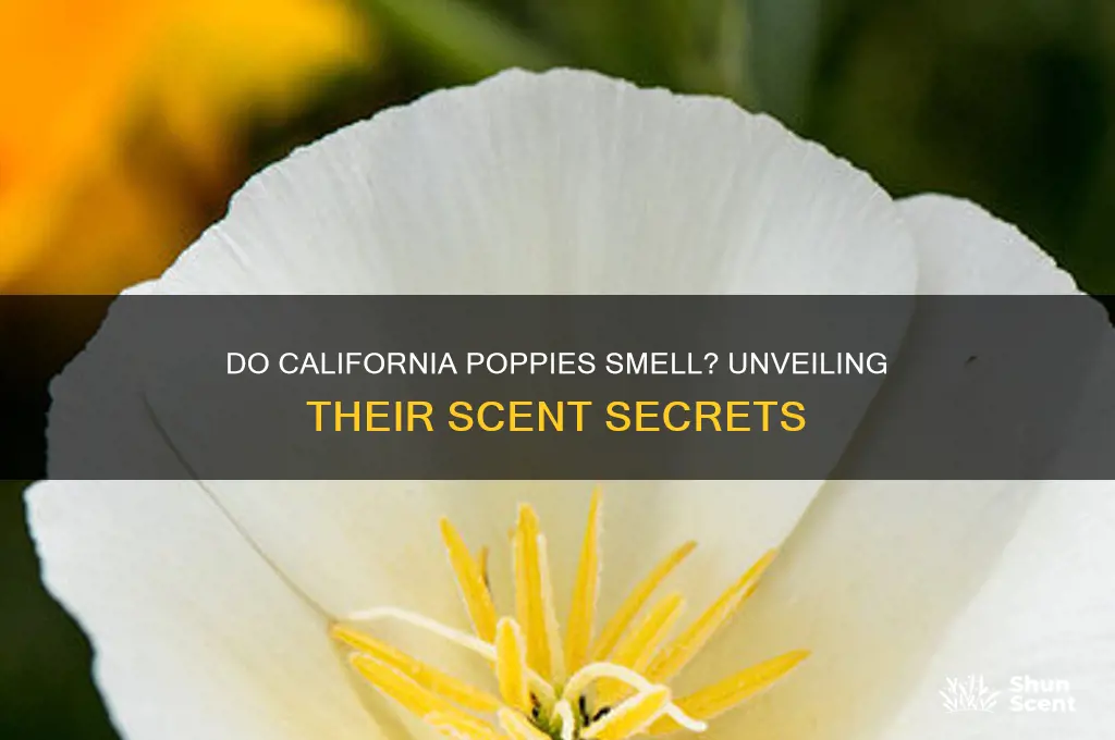 do california poppies have a scent