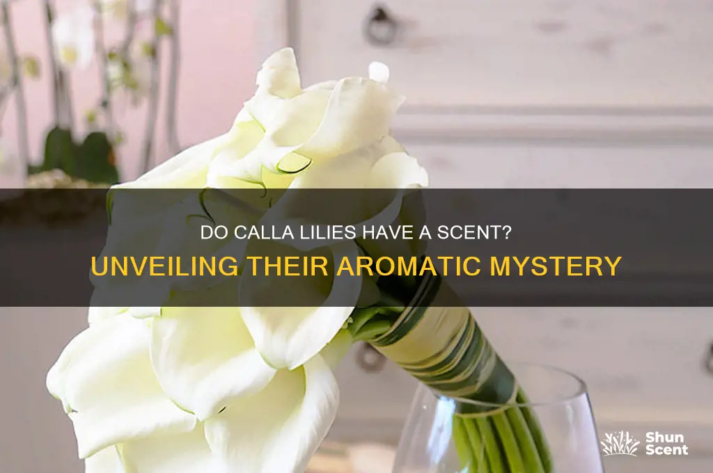 do calla lilies have a scent