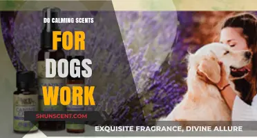Do Calming Scents for Dogs Really Work? A Detailed Look