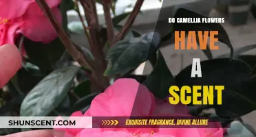 Do Camellia Flowers Have a Scent? Unveiling Their Aromatic Mystery