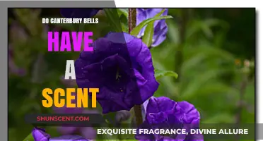 Canterbury Bells: Exploring Their Fragrance and Garden Appeal