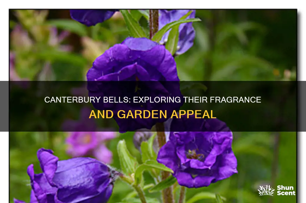 do canterbury bells have a scent