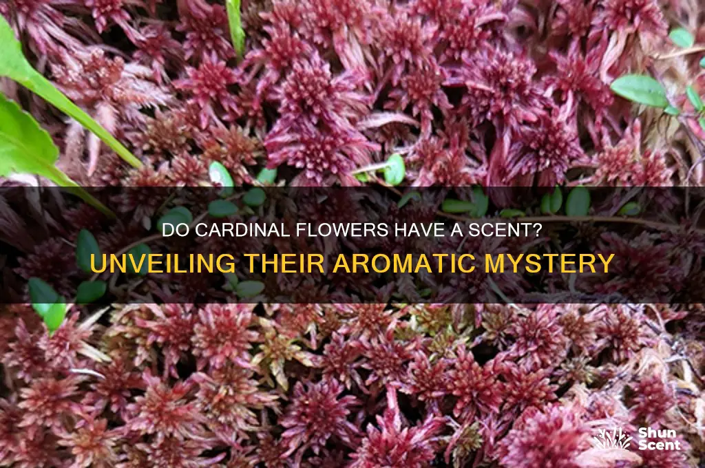 do cardinal flowers have a scent