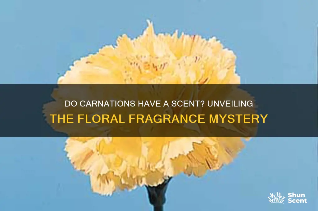 do carnatooins have a scent