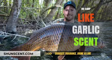 Garlic Scent for Carp Fishing: Does It Attract or Repel?