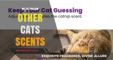 Do Cats Follow Other Cats' Scents? Uncovering Feline Tracking Behavior