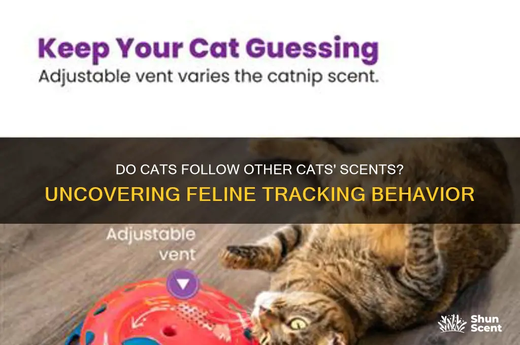 do cat follow other cats scents
