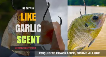 Does Garlic Scent Attract Catfish? Unveiling the Truth for Anglers