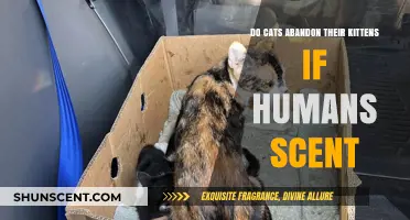 Do Cats Abandon Kittens Due to Human Scent? Facts Revealed