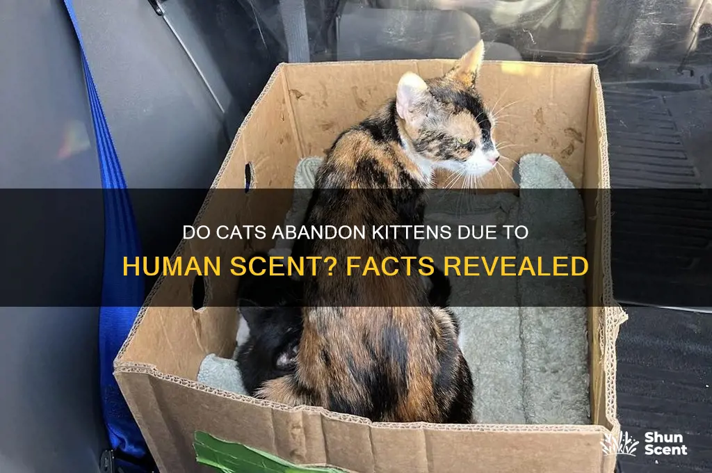 do cats abandon their kittens if humans scent