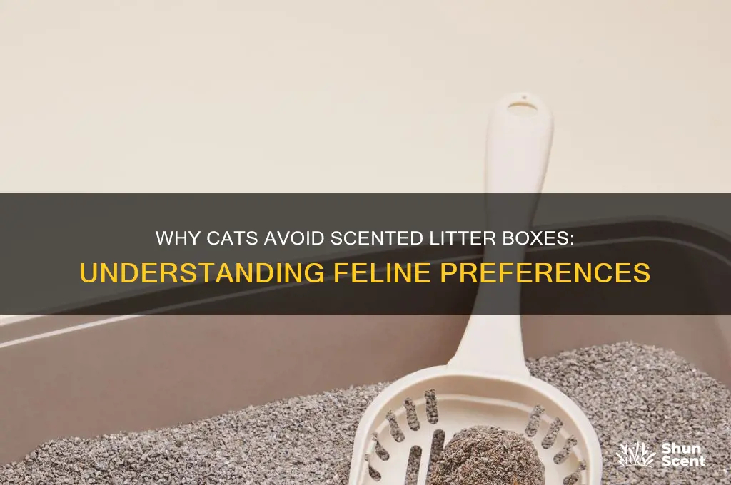 do cats avoud litter box if litter smell too scented