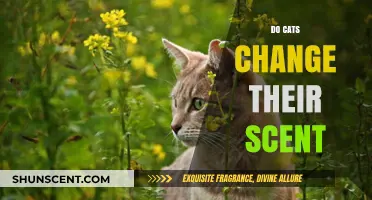 Do Cats Change Their Scent? Unraveling Feline Odor Mysteries