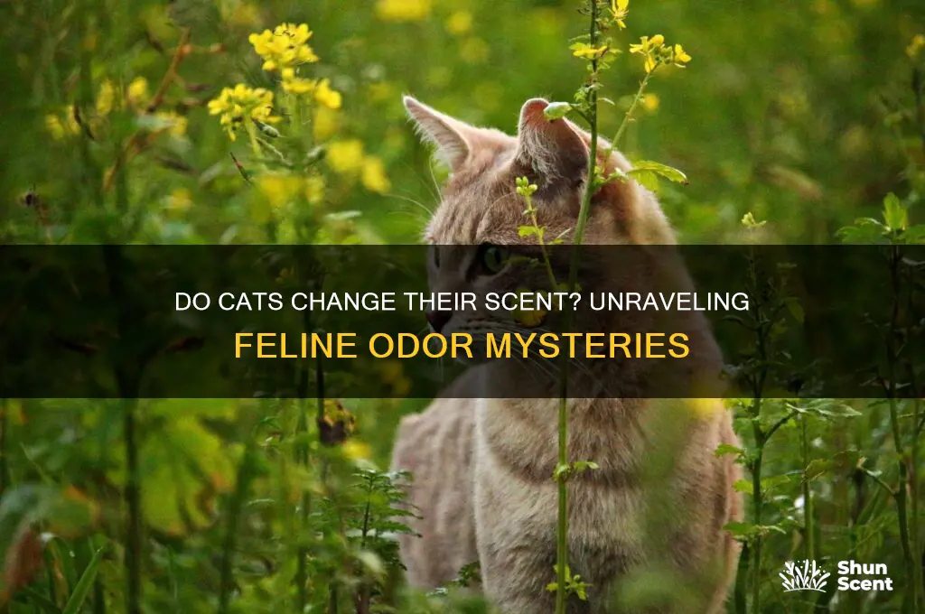 do cats change their scent