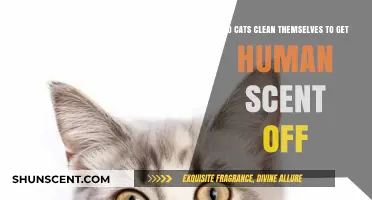 Do Cats Groom to Remove Human Scent? Uncovering Feline Hygiene Habits