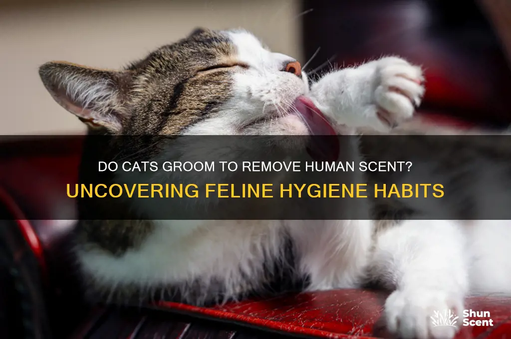 do cats clean themselves to get human scent off