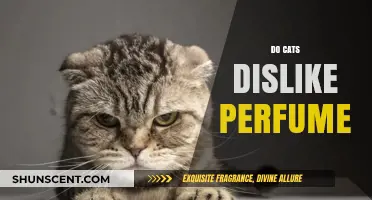 Why Cats Hate Perfume: Understanding Feline Scents