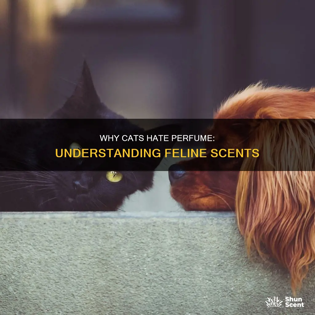 do cats dislike perfume